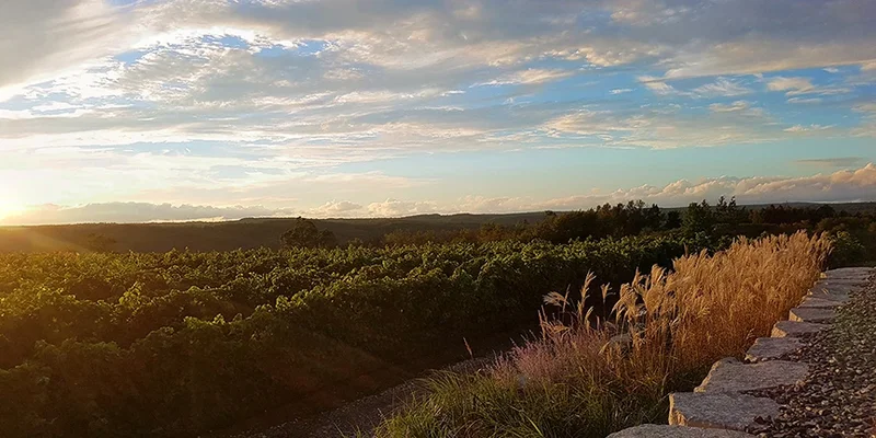 Image Adamo Estate Winery Brunch spots in Ontario