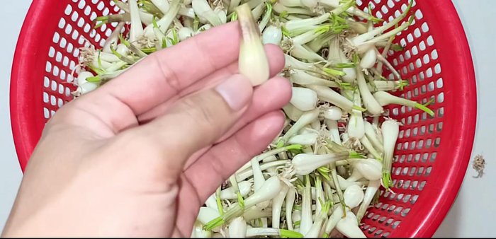 Cut off the root ends of the shallots, ensuring they are clean and firm. Trim away any soft parts.