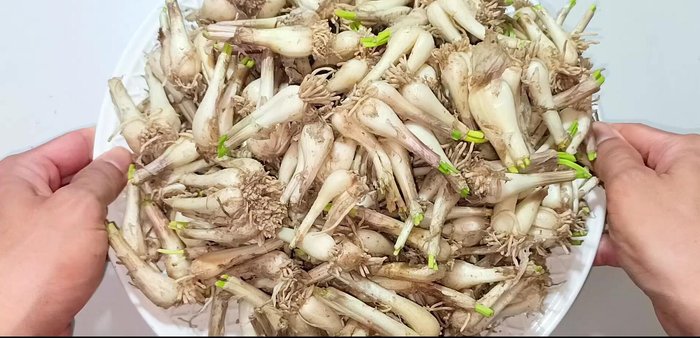 Wash shallots thoroughly to remove sand and dirt.
