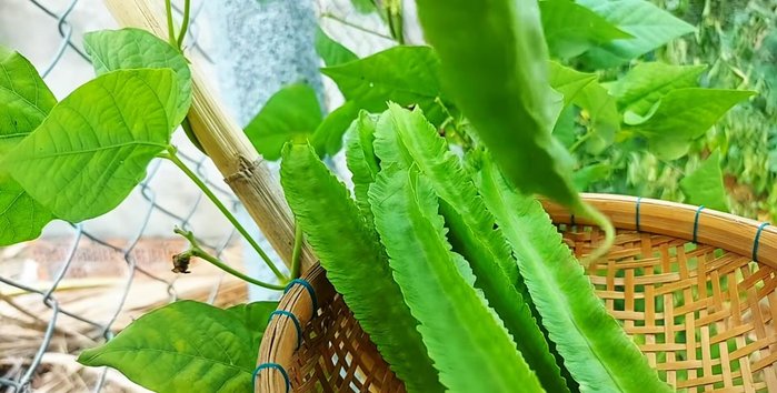 Prepare vegetables: wash and cut winged beans, young squash, tomatoes, broccoli, cauliflower, lettuce, green beans, grapefruit, corn, carrots, and oyster mushrooms into bite-sized pieces.