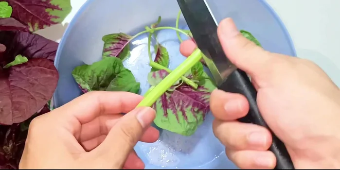 Prepare the amaranth: Pick fresh leaves and young stems, discarding older parts. Wash thoroughly.