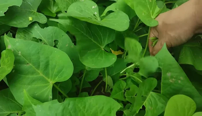 Pick sweet potato leaves and Vietnamese coriander (optional). Wash thoroughly and remove old leaves.