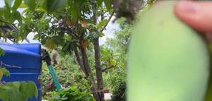 Vietnamese Pork Belly in Betel Leaves: A Simple Countryside Recipe