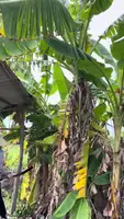 Sweet Banana Recipe from Vietnamese Garden