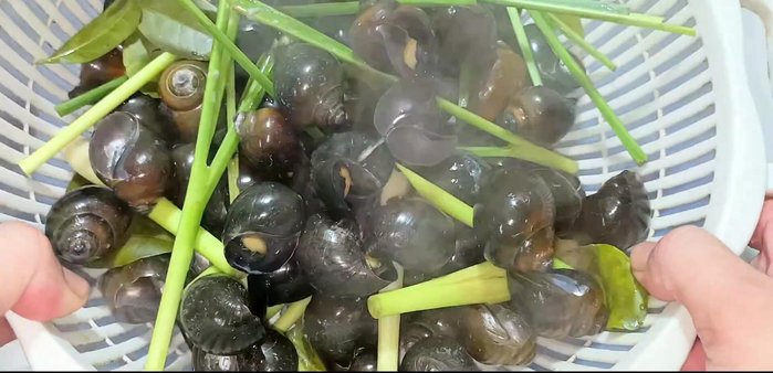 Wash the boiled snails again two or three times.
