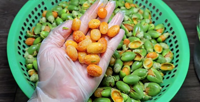 Collect the pulp and wash thoroughly. The seeds should be light yellow, not dark yellow.