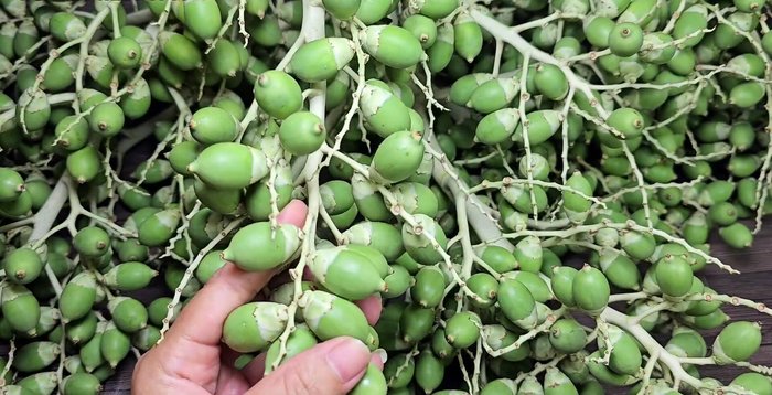 Select Cao Kieng fruits that are not too old or too young, depending on your preferred texture (soft or chewy).