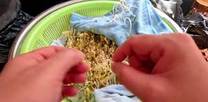 Easy Homemade Bean Sprouts: No Watering Needed!