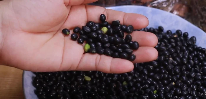 Rinse black beans thoroughly. Select round, dark-colored beans with green interiors for best results.
