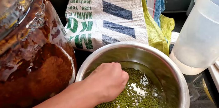 Pick out broken or damaged beans and soak the green beans in cold water overnight (or 10-15 hours). Soaking in warm water will reduce this time to 6-8 hours.