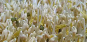 Grow Bean Sprouts in Plastic Trays: A Surprising Success!