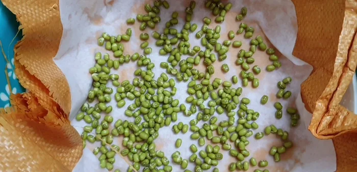 Rinse the beans once a day.