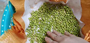 Quick & Easy Bean Sprouts Recipe (No Watering Needed!)