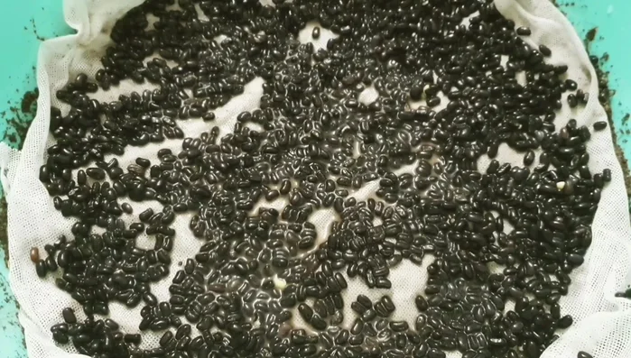 After 7 days, the sprouts should be ready.