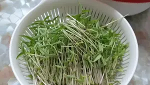 7-Day Sprout Salad: Mung Bean & Black Bean Delight