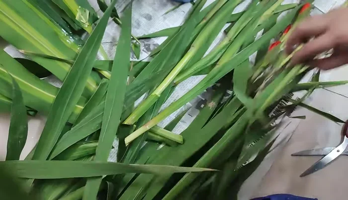 Arrange the Son Nha flowers in the vase, adjusting their length to fit the vase and altar. Remove most of the leaves from the stems, leaving only one or two at the top to prevent overgrowth.