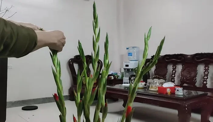 Cut off extra buds from the top flowers to concentrate nutrients and ensure even blooming.