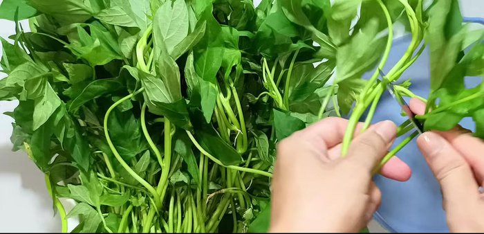 Prepare the green lentils: Remove the tough parts of the stems using a knife. Choose fresh, green bunches without wilted leaves. Pick the leaves without getting your hands black.
