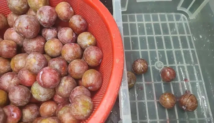 Wash plums thoroughly many times with diluted salt water. Do not peel.